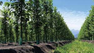 Coeficiente de cultivo en riego